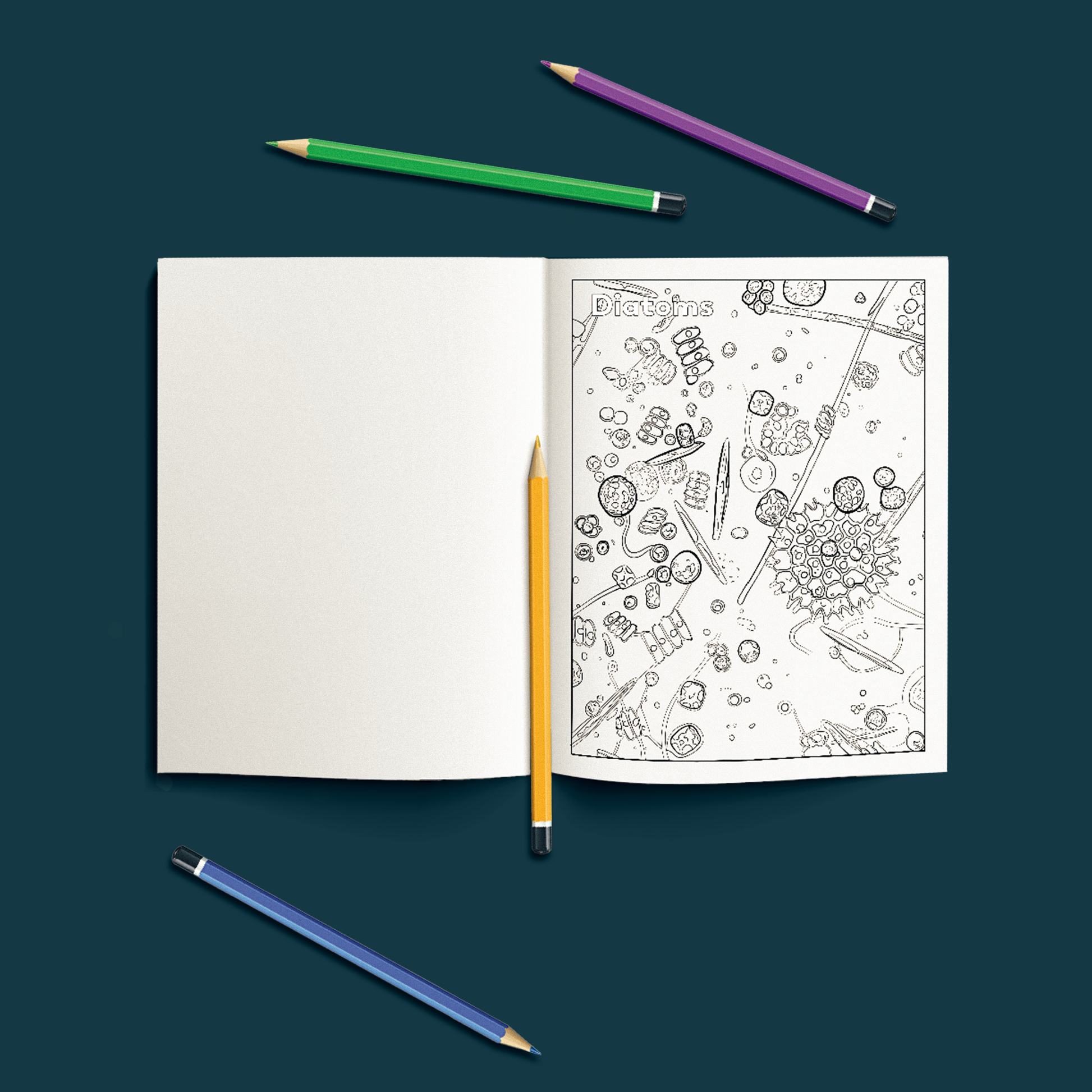 Photograph of a coloring page featuring diatoms. Four colored pencils surround the coloring book.